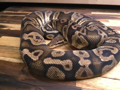 plant/F-4918-0-thumbnail