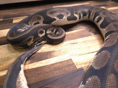 plant/F-5322-0-thumbnail