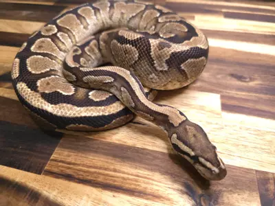 plant/F-5122-0-thumbnail