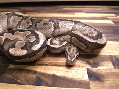 plant/M-4121-0-thumbnail