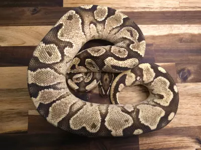 plant/F-5522-1-thumbnail