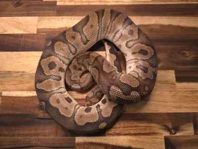 plant/M-5422-1-thumbnail