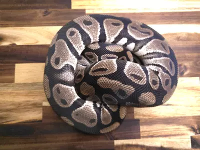 plant/F-3819-1-thumbnail