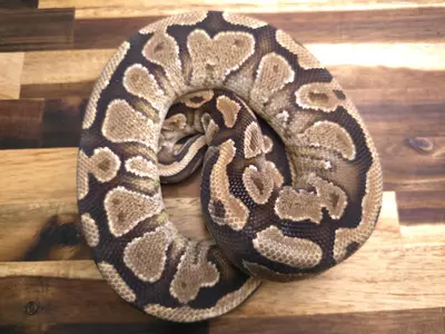 plant/F-5122-1-thumbnail