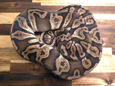 plant/F-4918-1-thumbnail