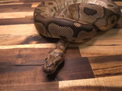 plant/M-5422-0-thumbnail