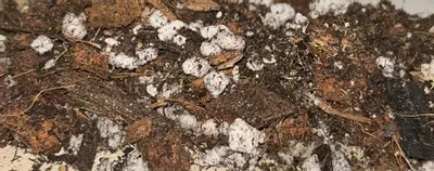 plant/The Luxury Hoya Blend-0-thumbnail