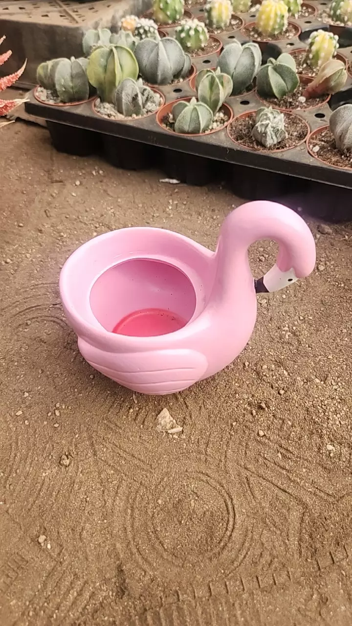 plant/DP Flamingo-0