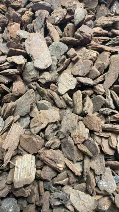 plant/Orchiata 7x7x6-0-thumbnail