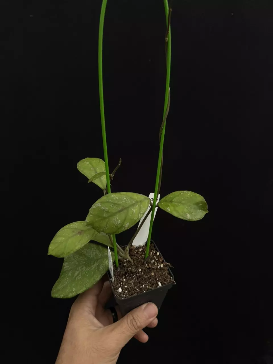 plant/8751 Hoya AH0001 (deykeae x chicken farm)-0