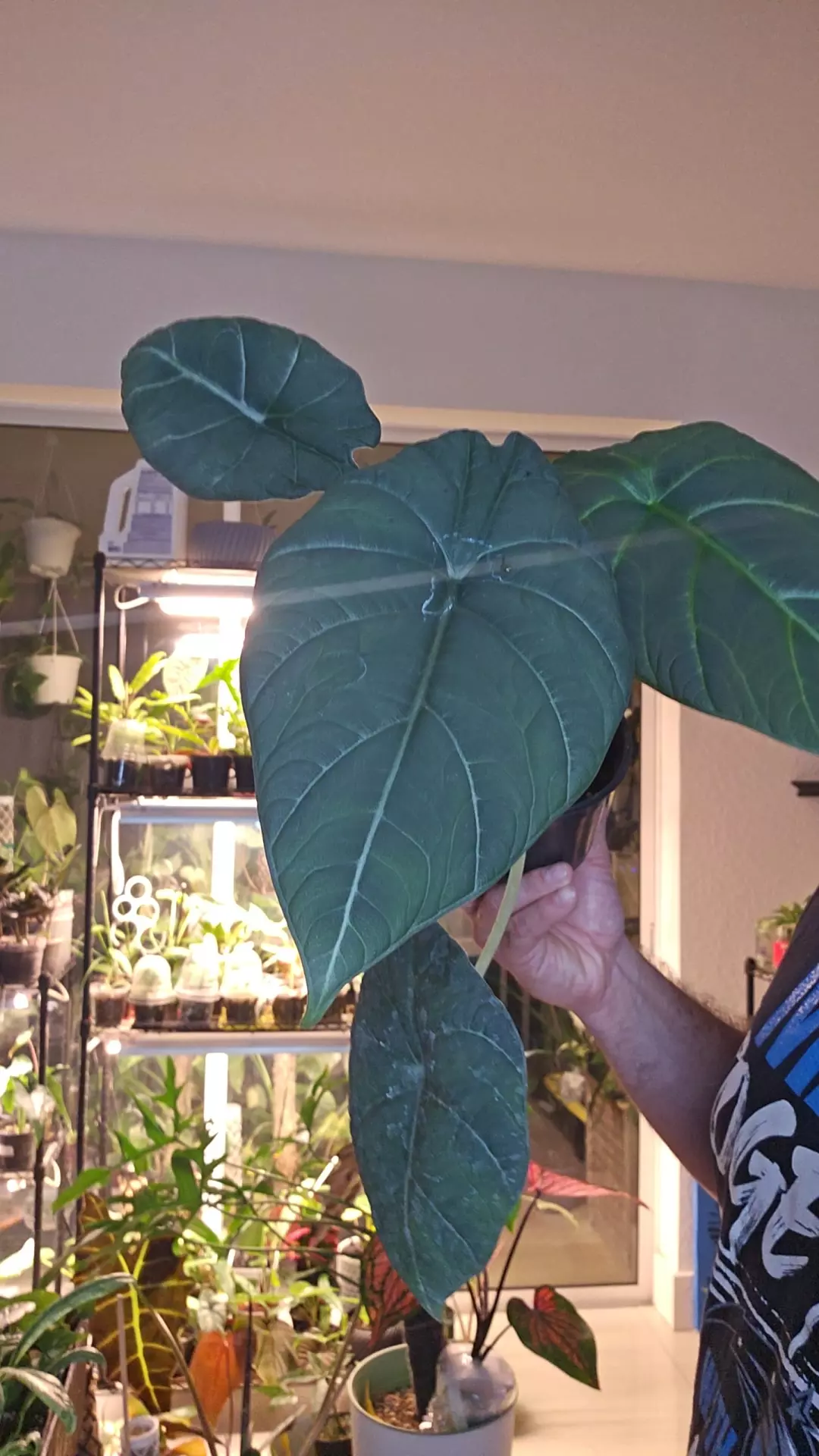 plant/Alocasia Maharani 4in-0