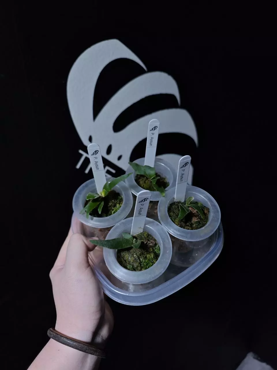 plant/Plarycerium Willinckii Aysun 月神 Grow Choice-1