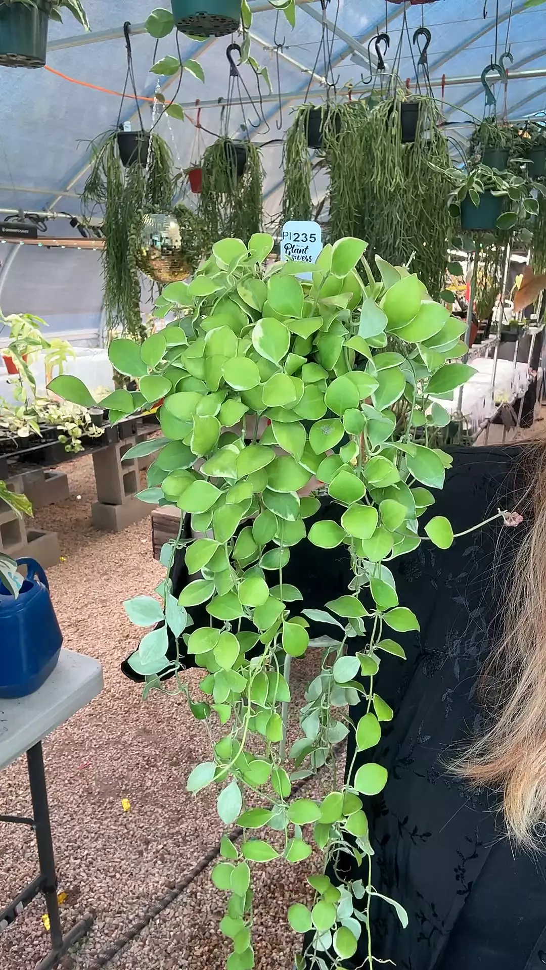 plant/PL235: Trailing Albo Heushie-0