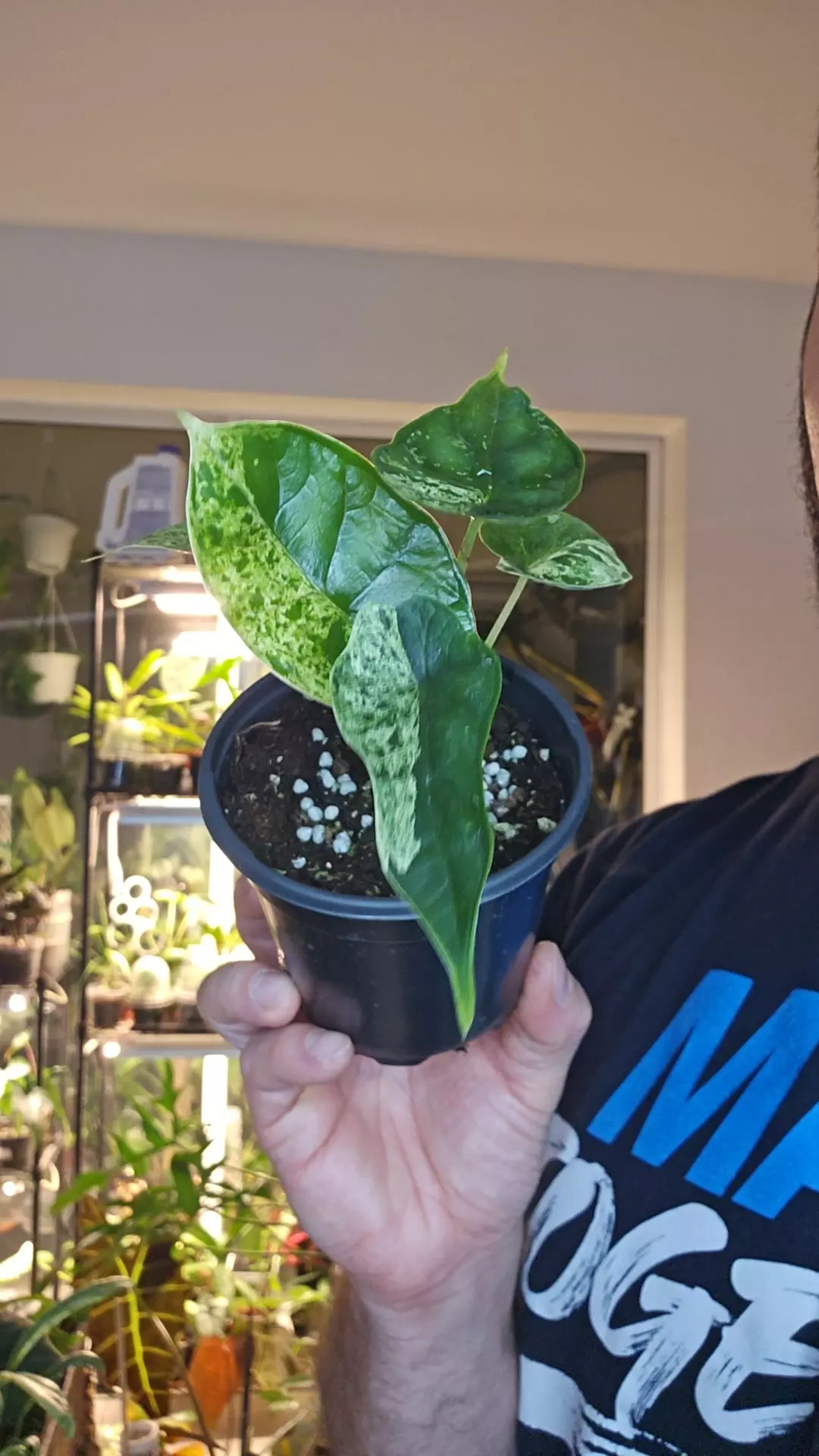 plant/FLASH DEAL (until 10/3) - Alocasia Dragon Scale Mint 4in-0