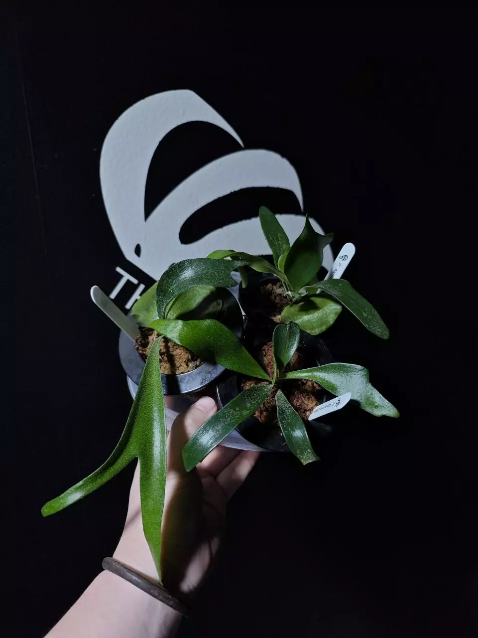 plant/Plarycerium Alcicorne Dwarf Grow Choice-1