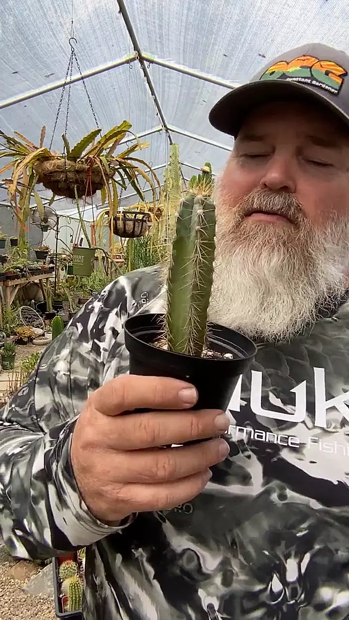 plant/pilo-0