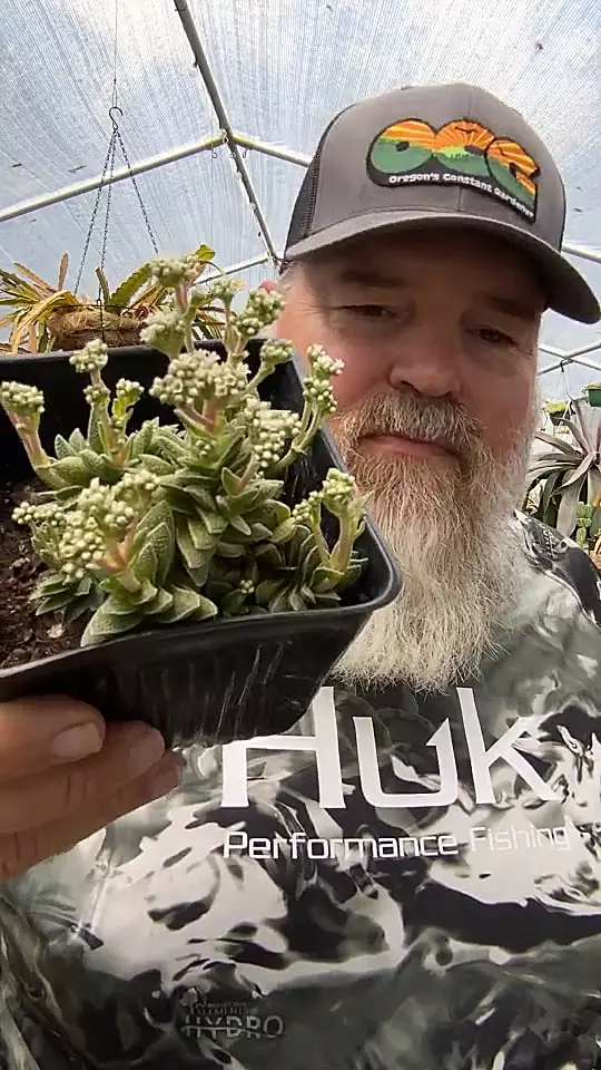 plant/Crassula Justy-Corderoy-0