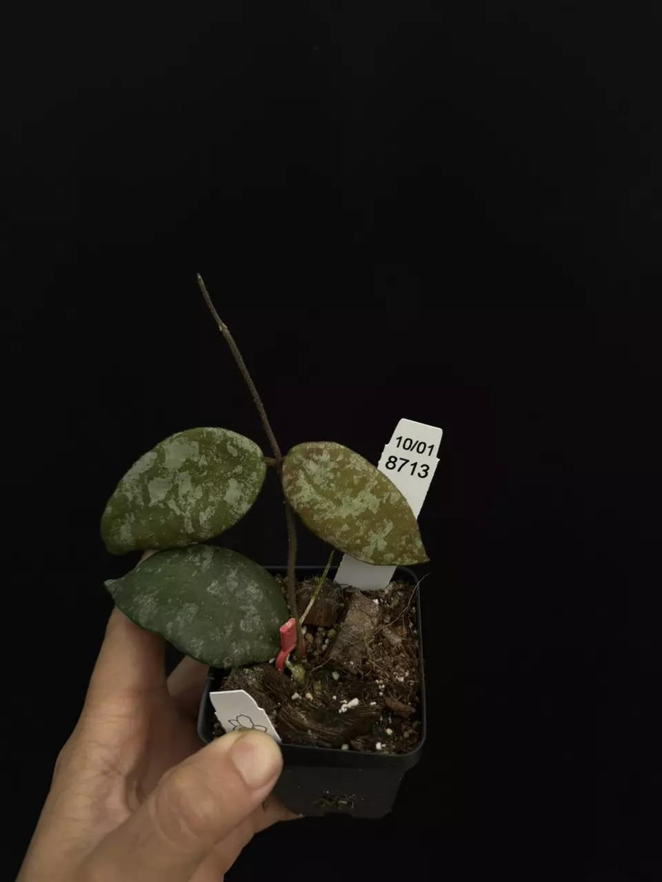 plant/8713 Hoya towutiensis fka caudata silver-0