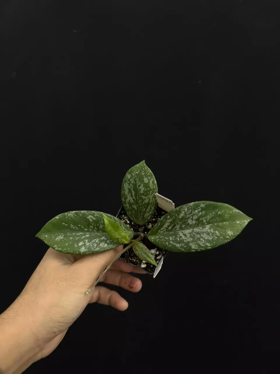 plant/8730 Hoya AH001 Vietnam splash-0