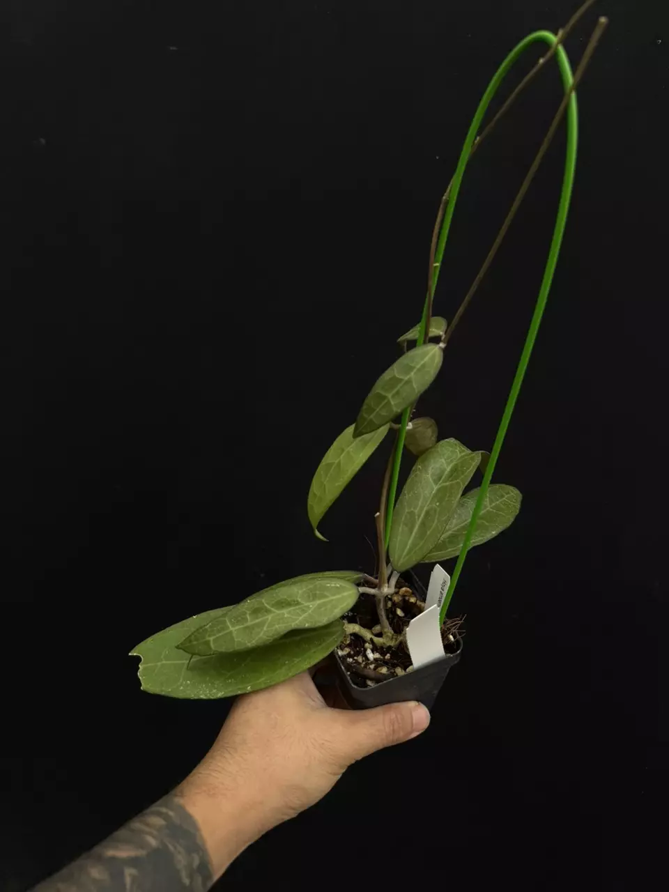 plant/8744 Hoya amoena-0