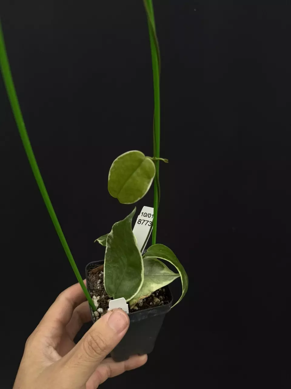 plant/8773 Hoya kenejiana albo-0