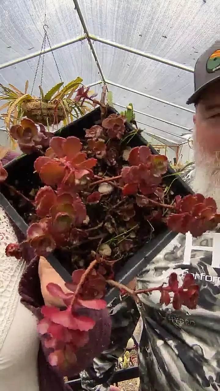 plant/dragons blood 5”-0