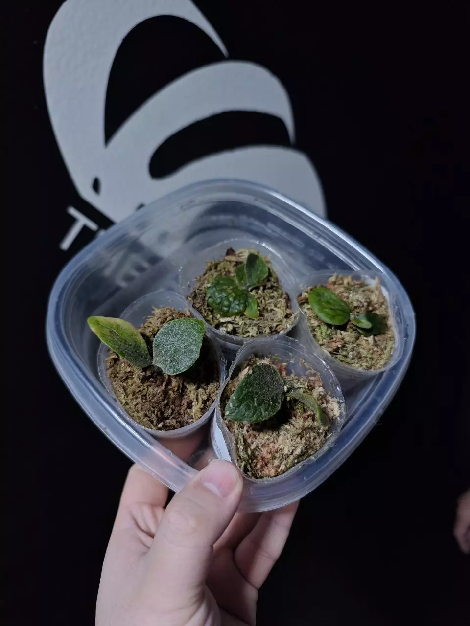 plant/Plarycerium Willinckii Fishbone Grow Choice-1