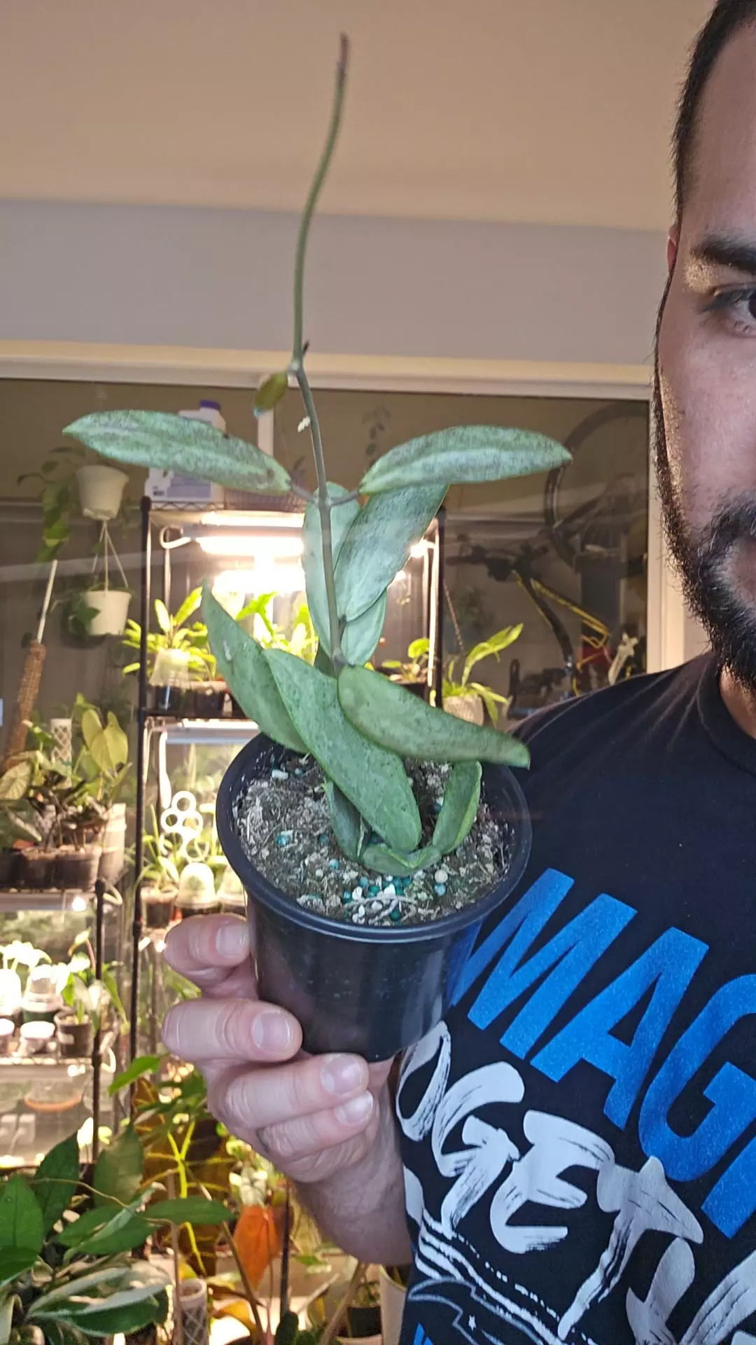 plant/Hoya Silver Lady 4in-0