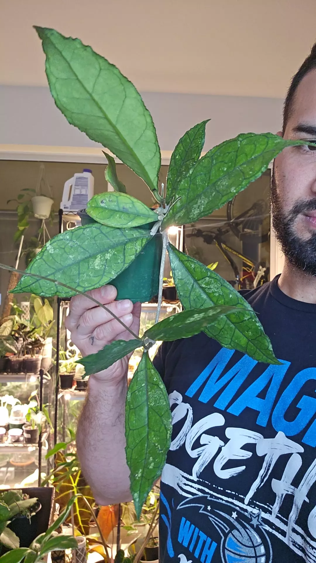 plant/Hoya Callistophylla 4in-0