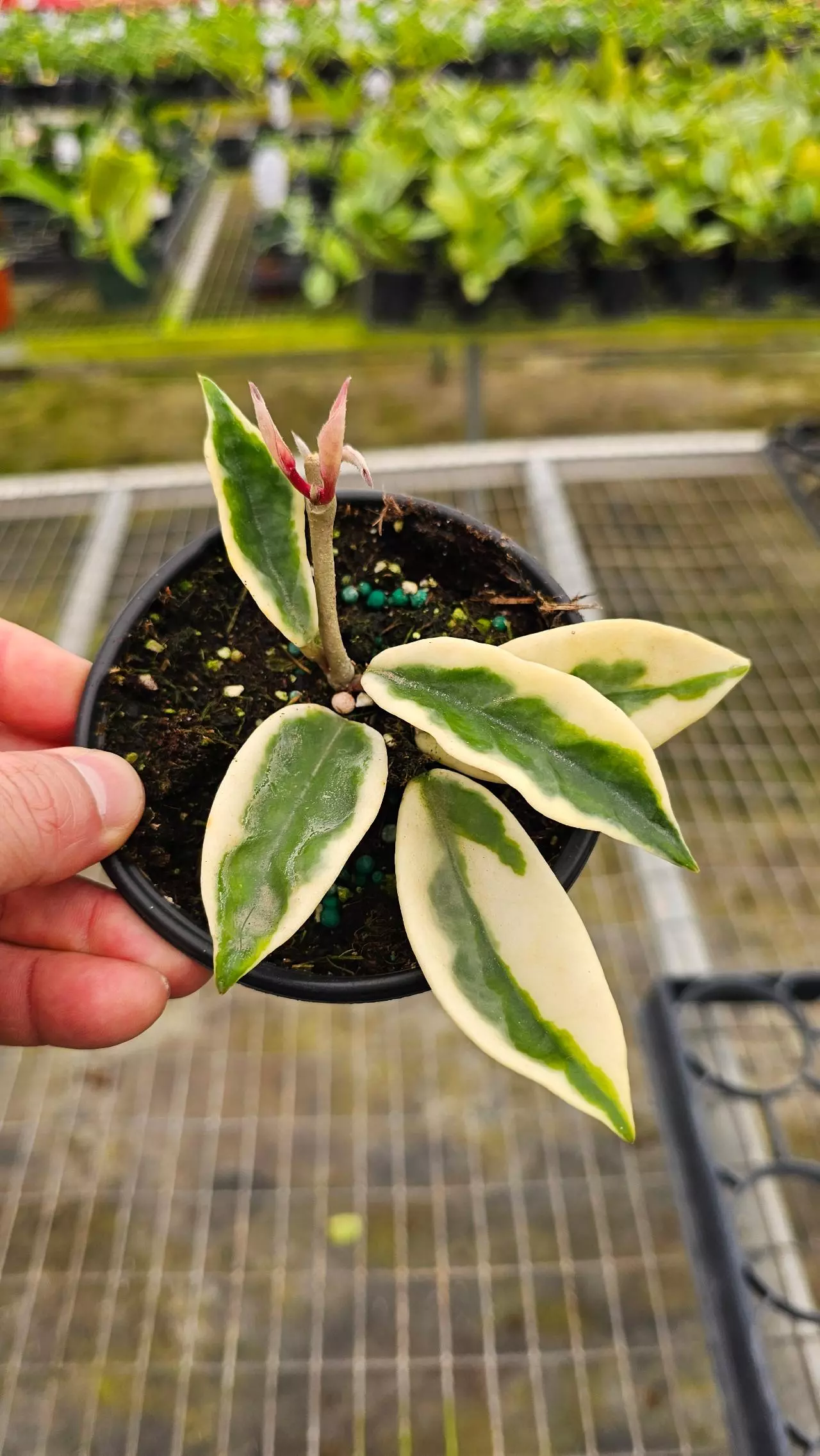 plant/Hoya Krinkle Albo-Marginata 4in-0