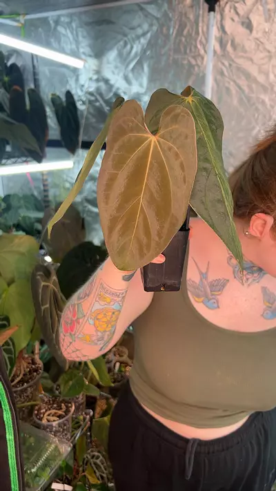 plant/rl x purple rain-0-thumbnail