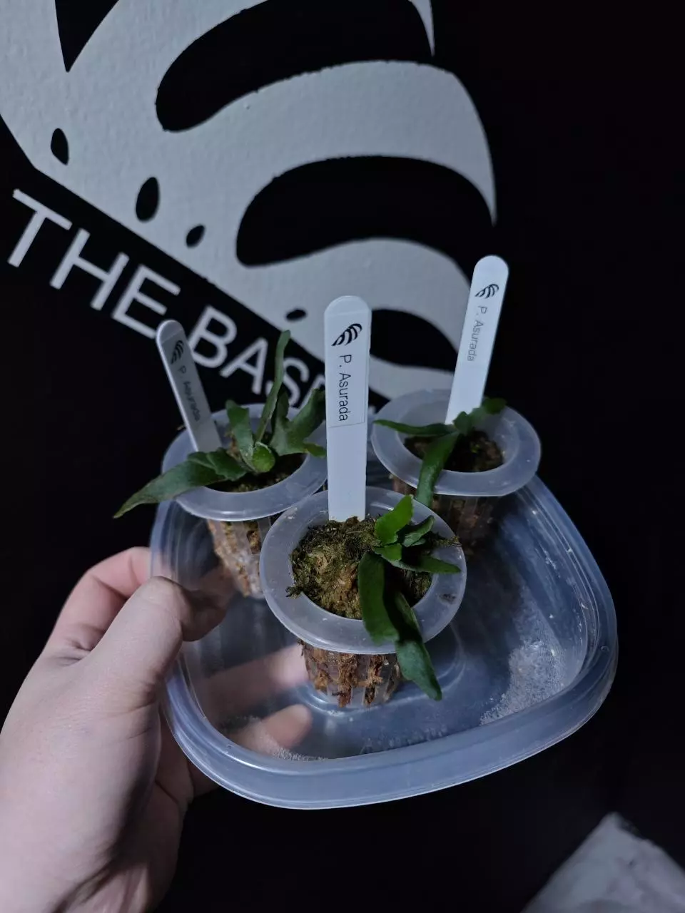 plant/Plarycerium Willinckii Asurada Grow Choice-1
