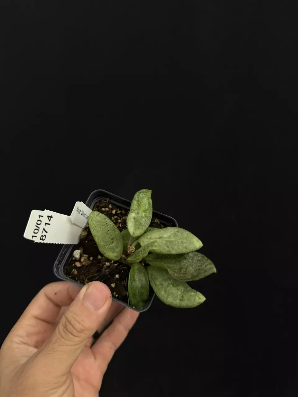 plant/8714 Hoya silver lady dy-0