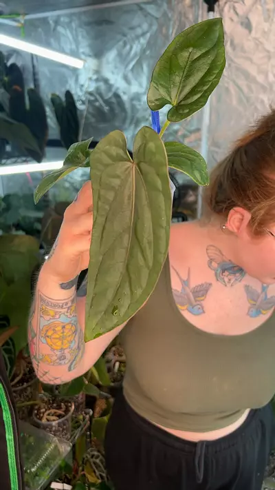 plant/Dwane x Dre pure dress-0-thumbnail