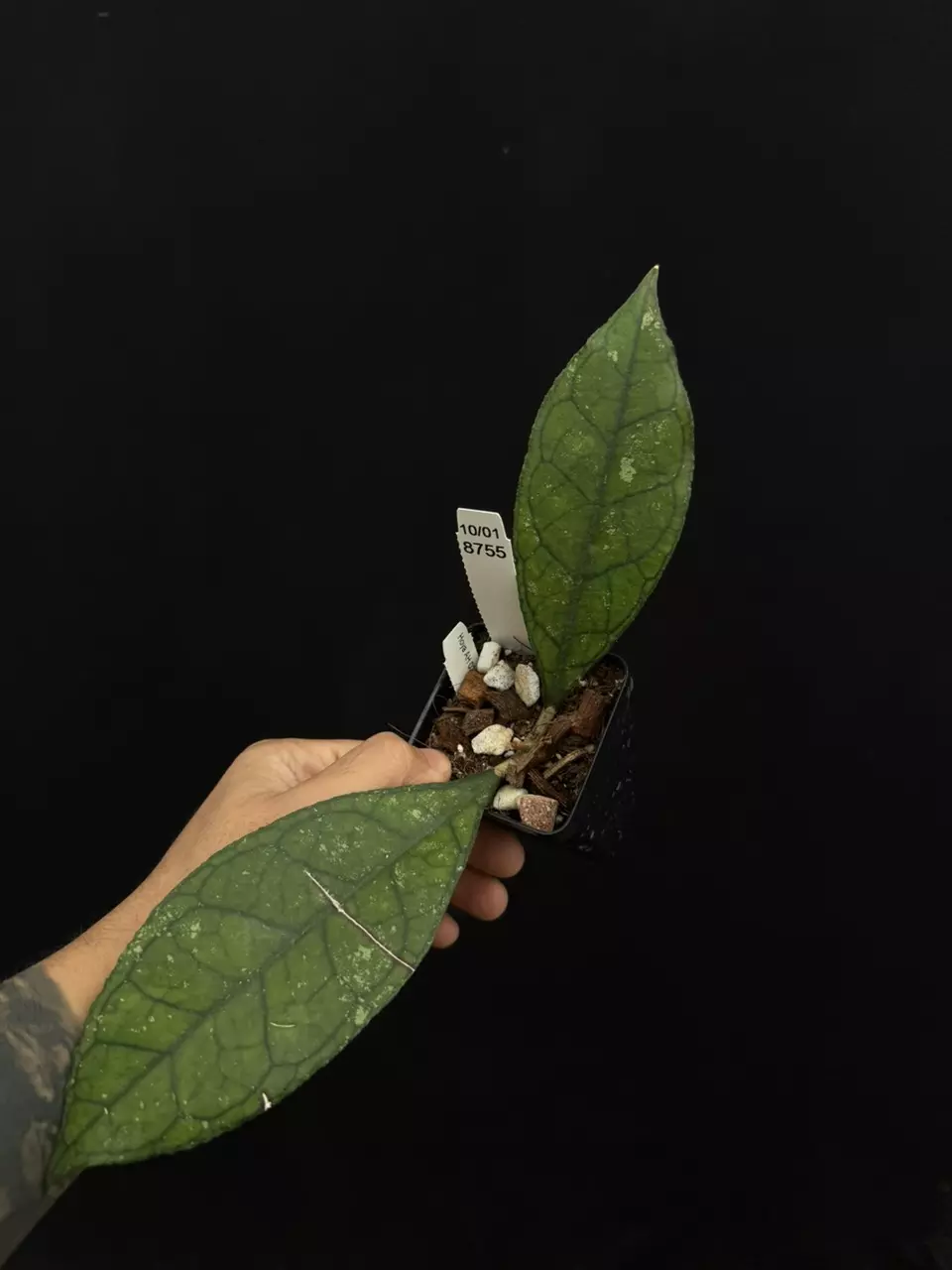 plant/8755 Hoya AH029-0