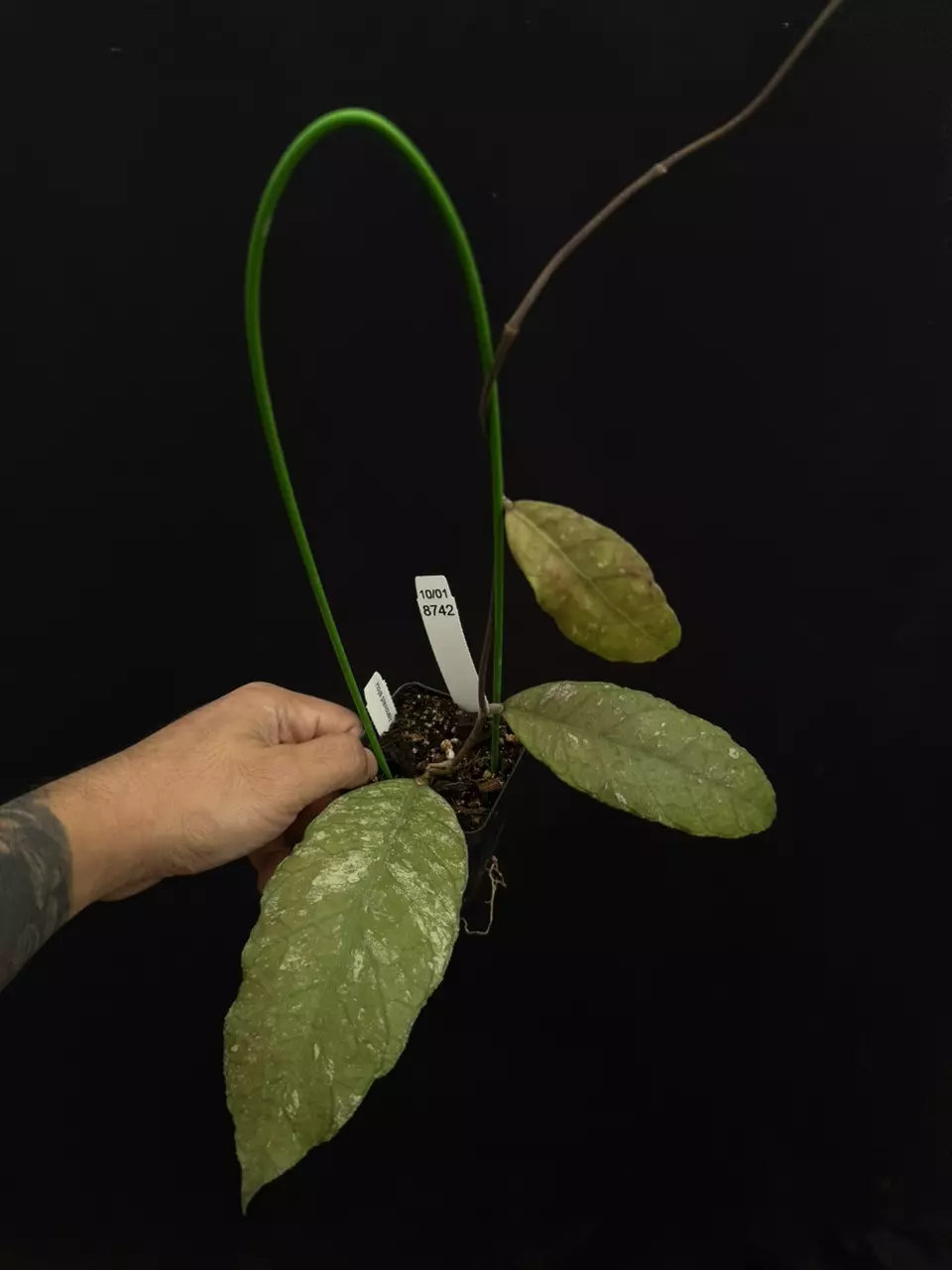 plant/8742 Hoya previously vitellinoides-0