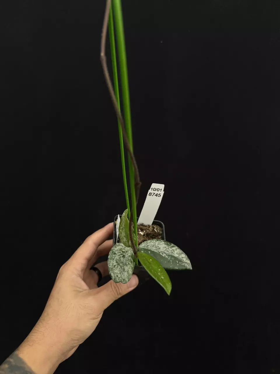 plant/8745 Hoya Wilbur graves Russia-0