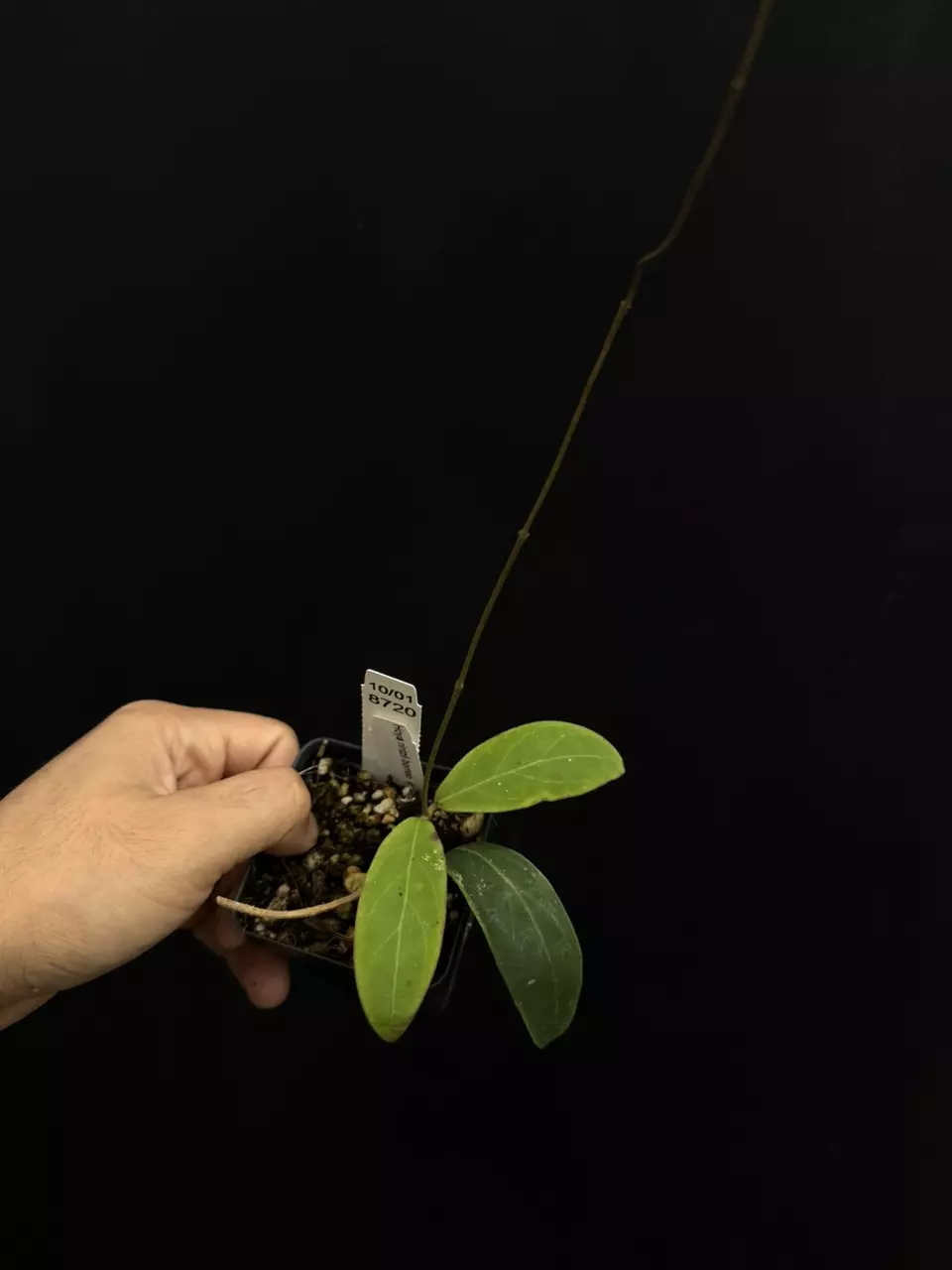 plant/8720 Hoya rintzii Borneo-0