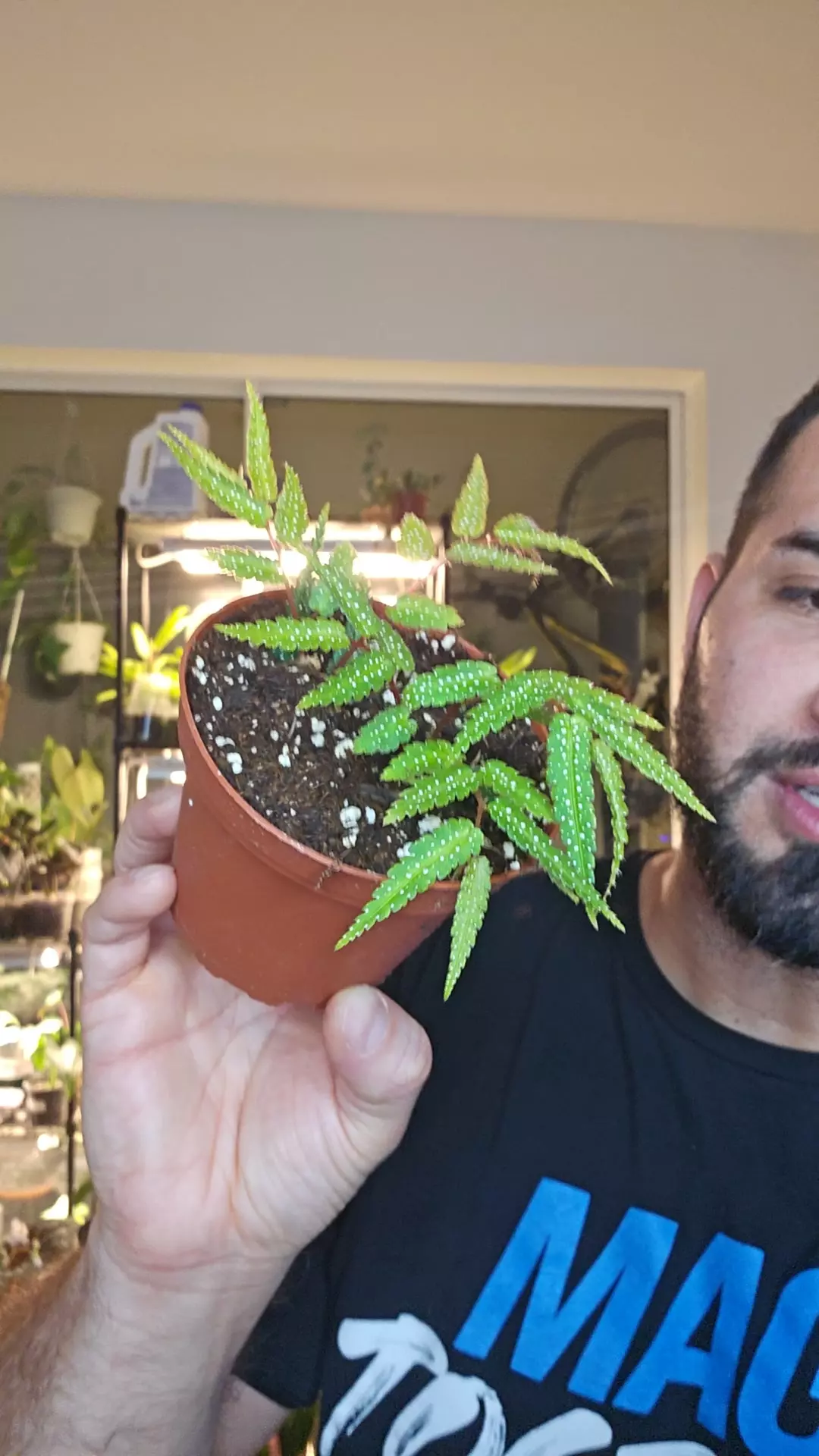 plant/Fern Begonia 4in-0