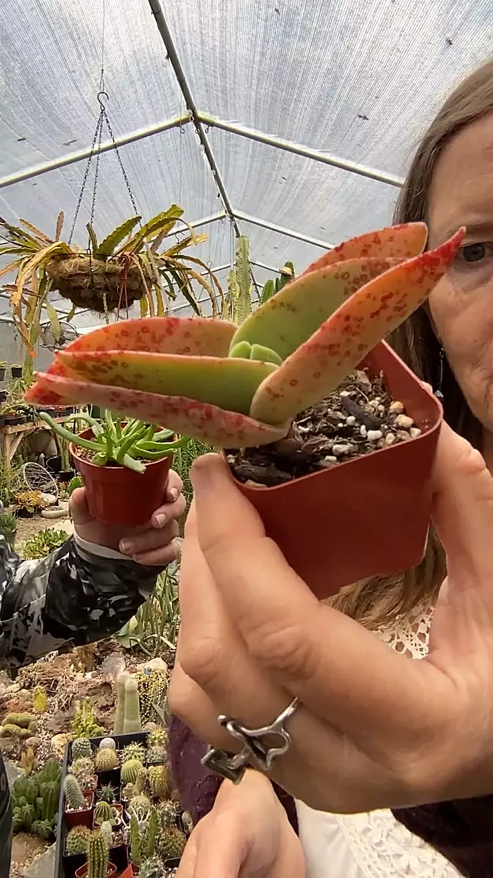 plant/Crassula Falcata red spot-0