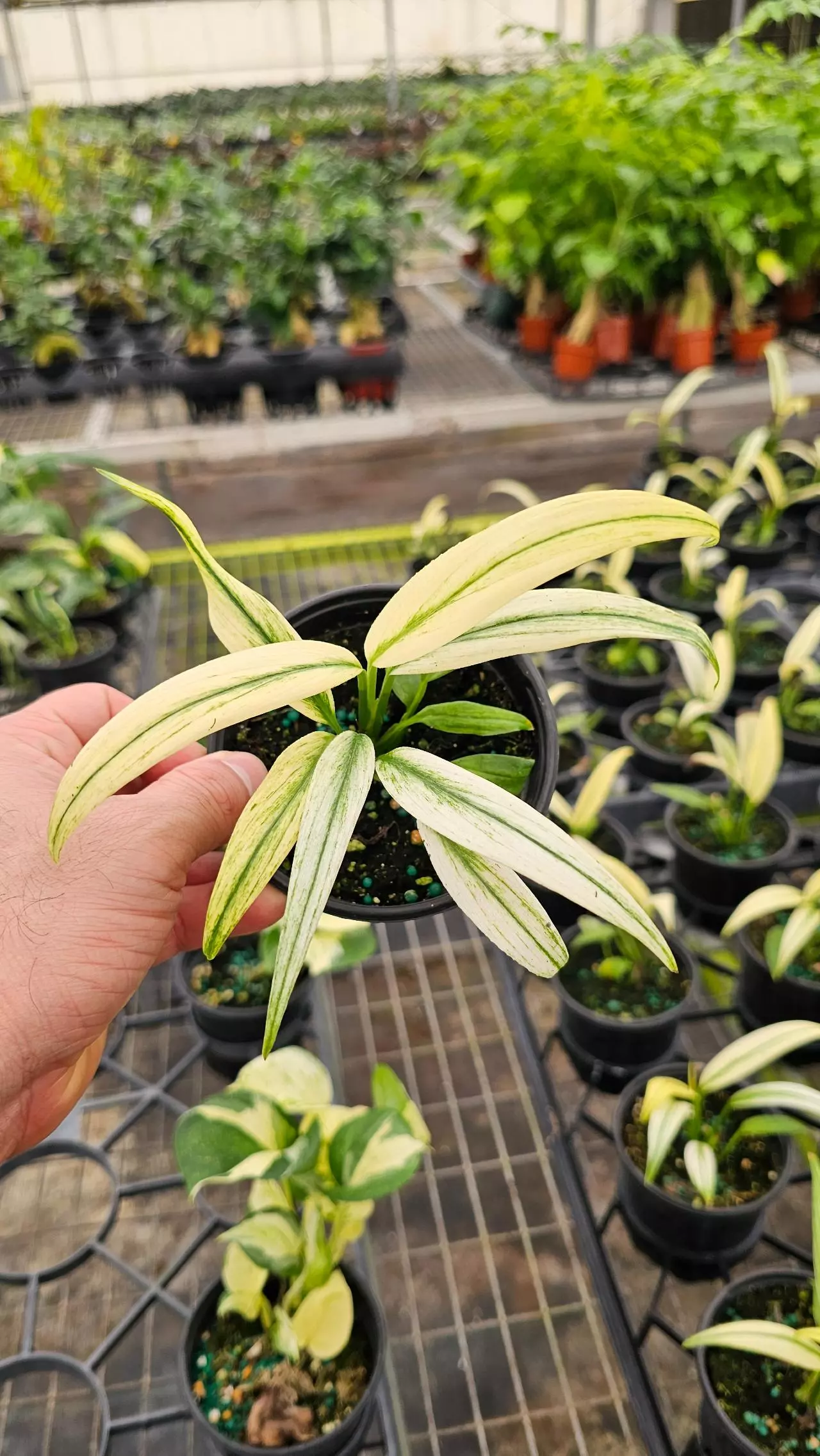 plant/Epipremnum Amplissum Albo 4in-0