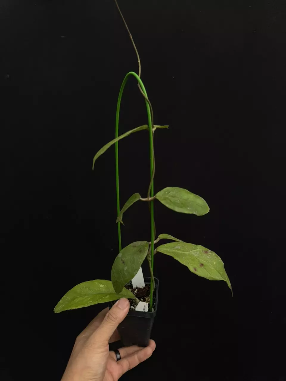 plant/8741 Hoya chicken farm-0