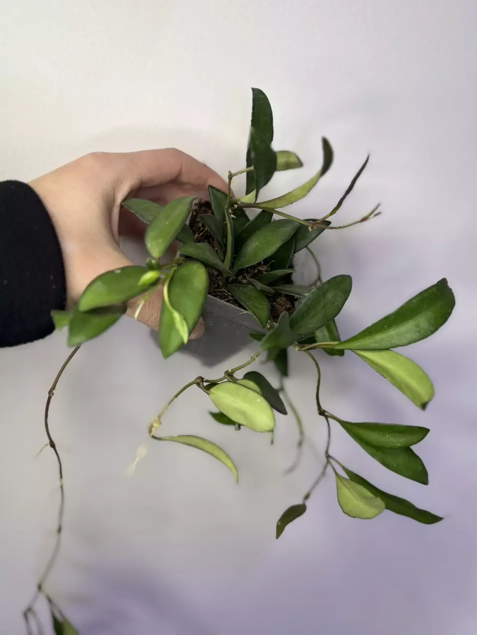 plant/162 Hoya Rosita-0