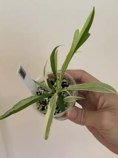 plant/Tortum Albo #86-0-thumbnail