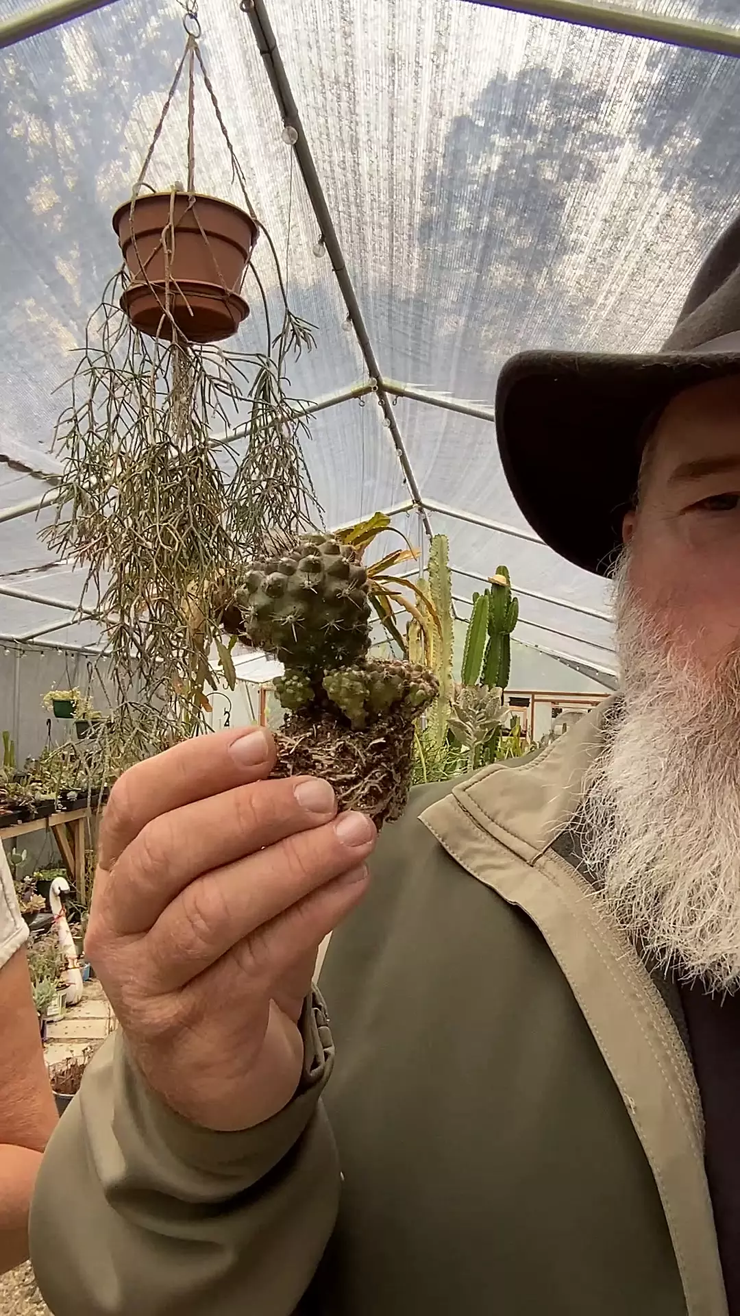 plant/Copiapoa-0