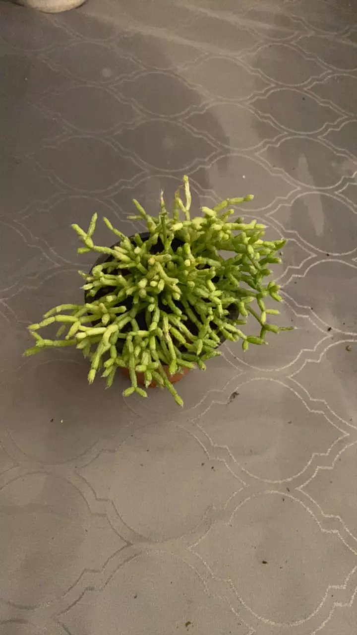 plant/Dancing Bones Thin-0