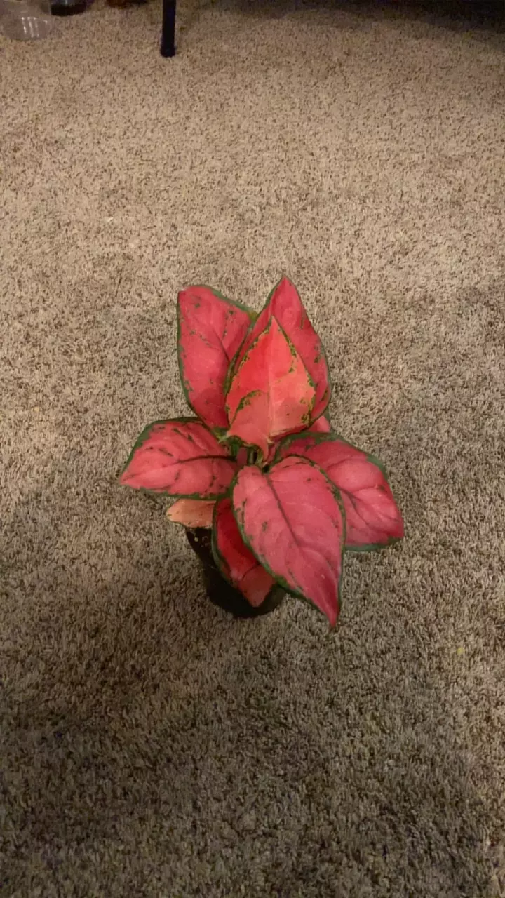 plant/Chinese Evergreen Pink Valentine-0