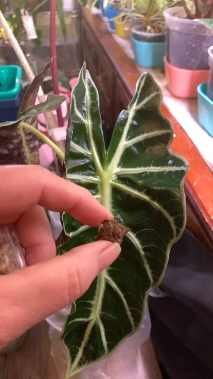 plant/Alocasia Amazonica Polly corm-0