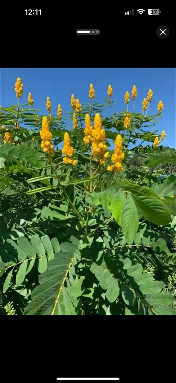 plant/10 seeds Senna Alata aka candlestick cassia-0