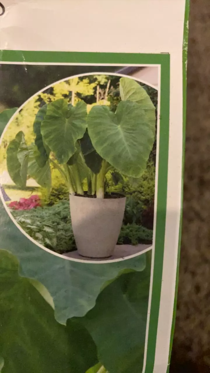 plant/Elephant Ear Bulb x1-0